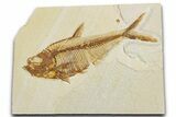 Detailed Fossil Fish (Diplomystus) - Wyoming #355610-1